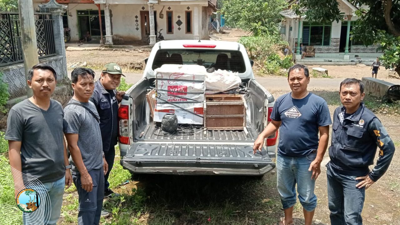 Pedagang Satwa Liar Dilindungi Digulung, Puluhan Merak Hijau Disita