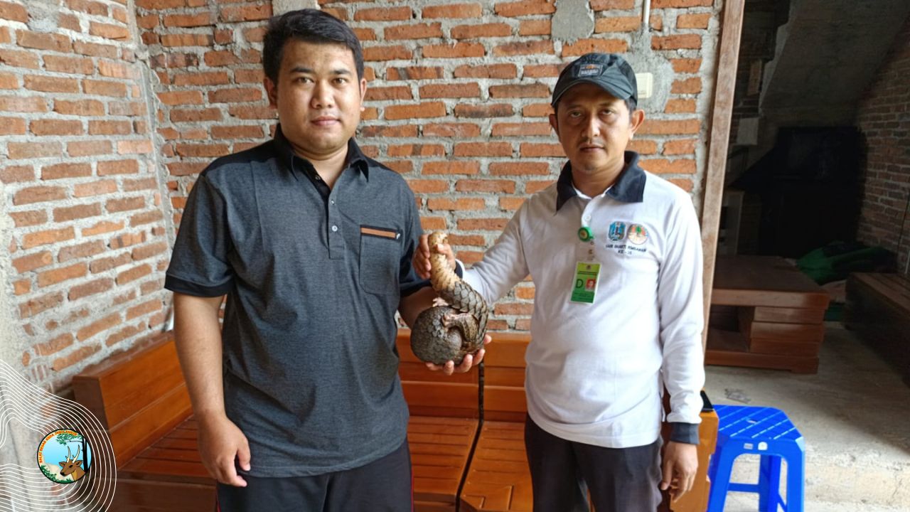 Trenggiling Tersangkut Jaring di Sekolah, Diselamatkan dan Dilepasliarkan ke Habitat Alaminya