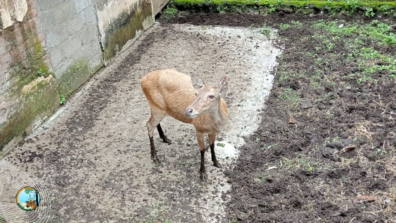 Tim MATAWALI Evakuasi Rusa Timor dari Warga Banyuwangi
