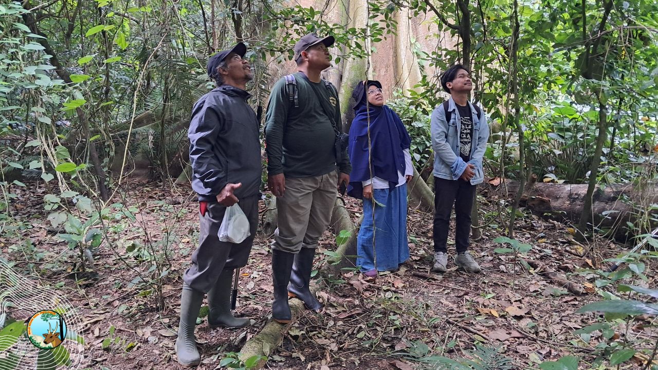 Melanjutkan Perburuan Cacing Pemakan Bakteri Pada Ficus
