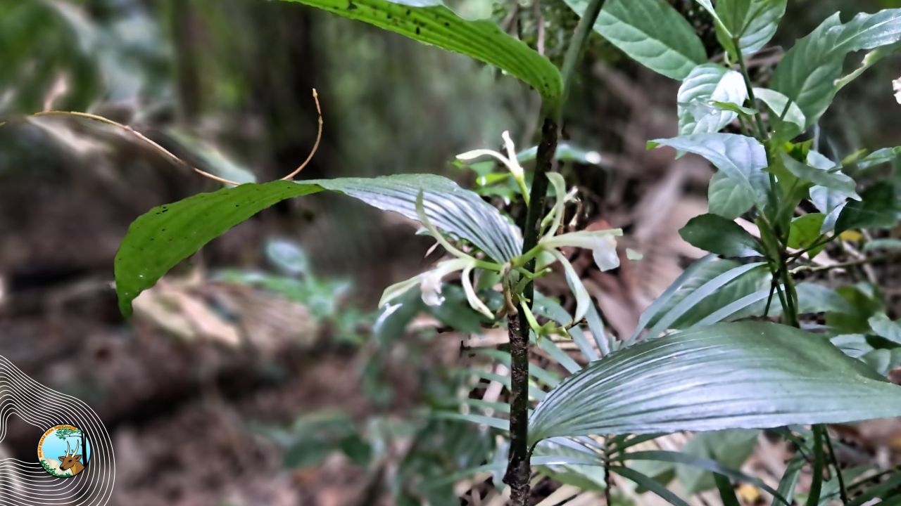 Eksotisme Corymborkis dari Manggis Gadungan