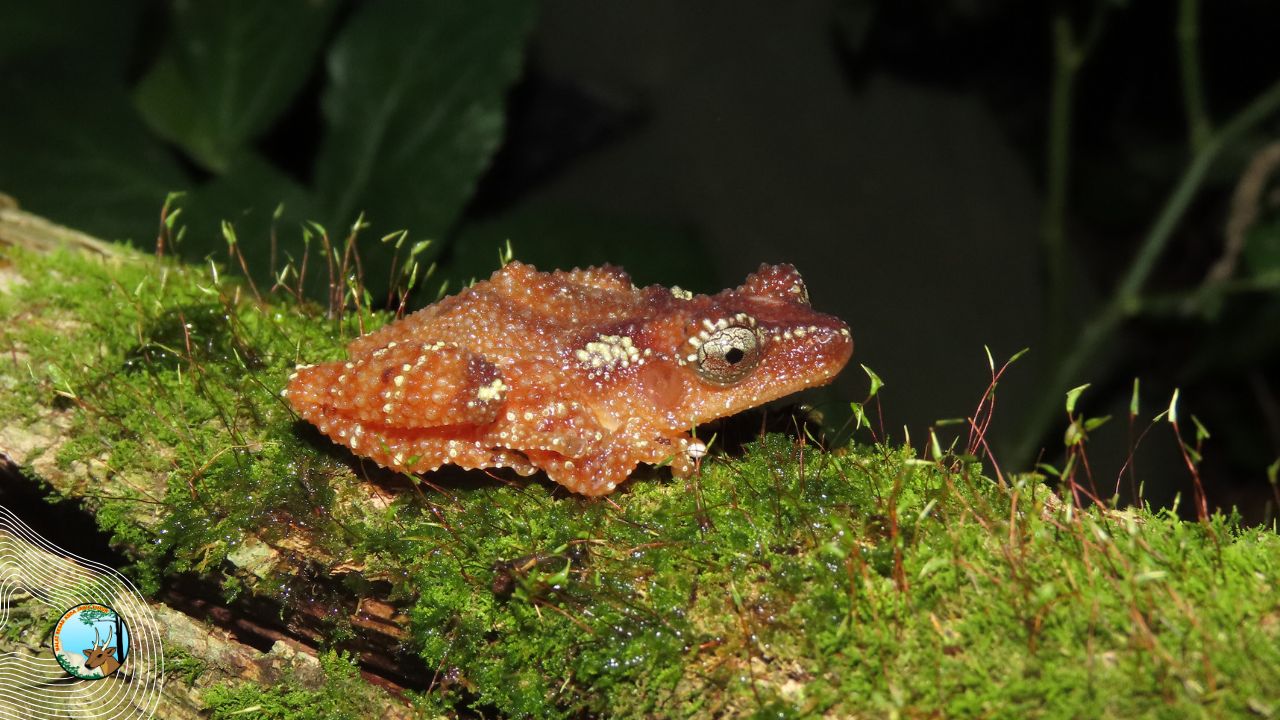 Jejak Reptil dan Amfibi Pegunungan Wilis: Mengungkap Keanekaragaman Herpetofauna di Cagar Alam Gunung Picis dan Gunung Sigogor