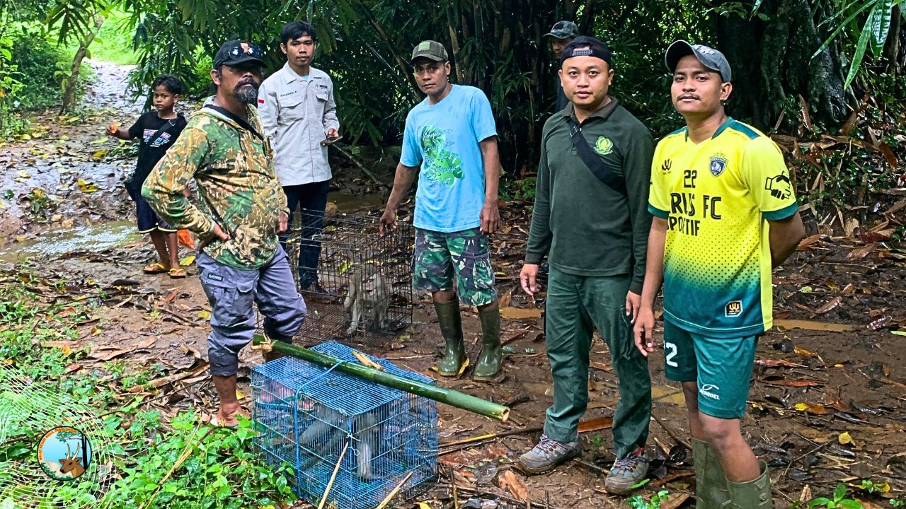 Dua Ekor Monyet Ekor Panjang Dilepasliarkan di Hutan Lindung Mulyoagung