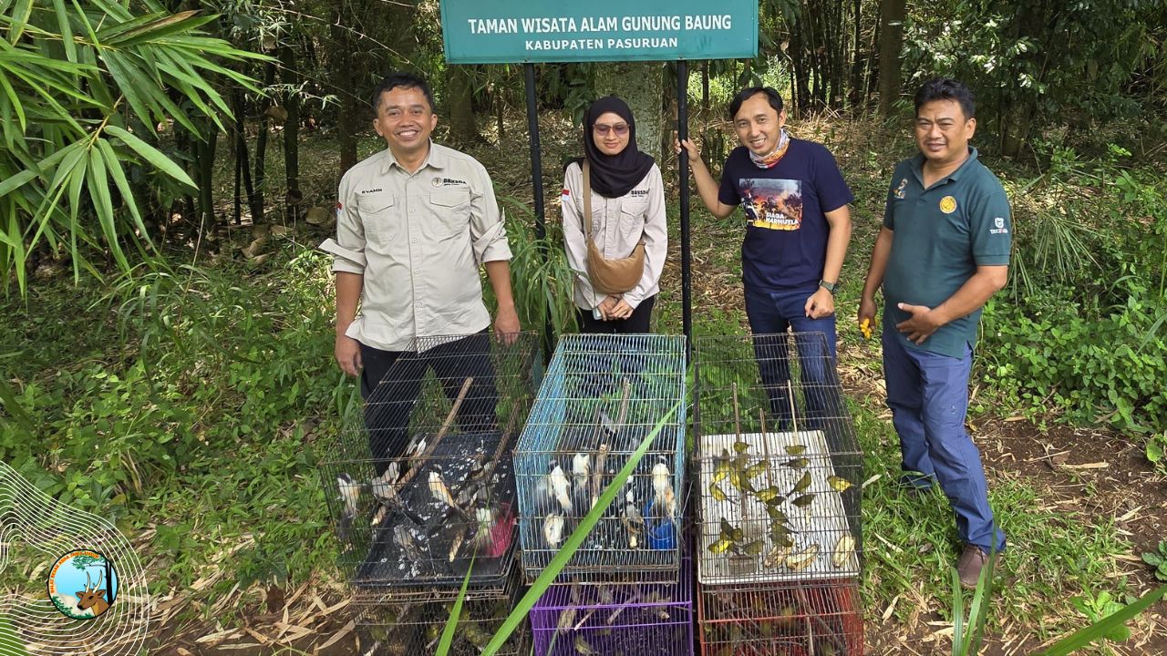 Bentet Kelabu Dan Kacamata Biasa Kembali Ke Langit Gunung Baung