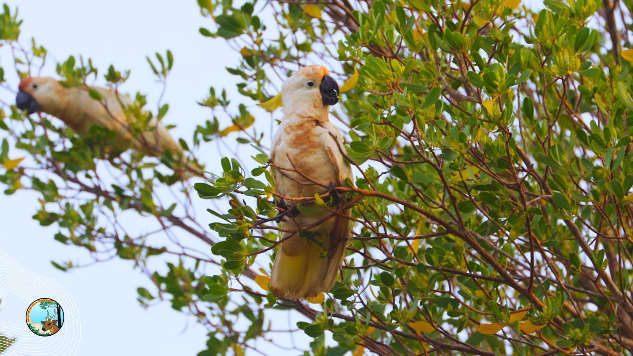 Hari Strategi Konservasi Sedunia: Menjaga Harmoni Alam Di Tengah Krisis Ekologi