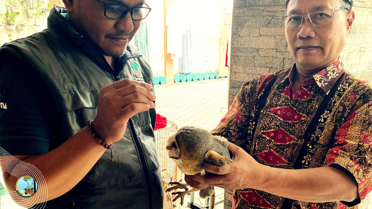 Burung Serak Jawa Dievakuasi dari Permukiman Warga, BBKSDA Jatim Siapkan Pelepasliaran