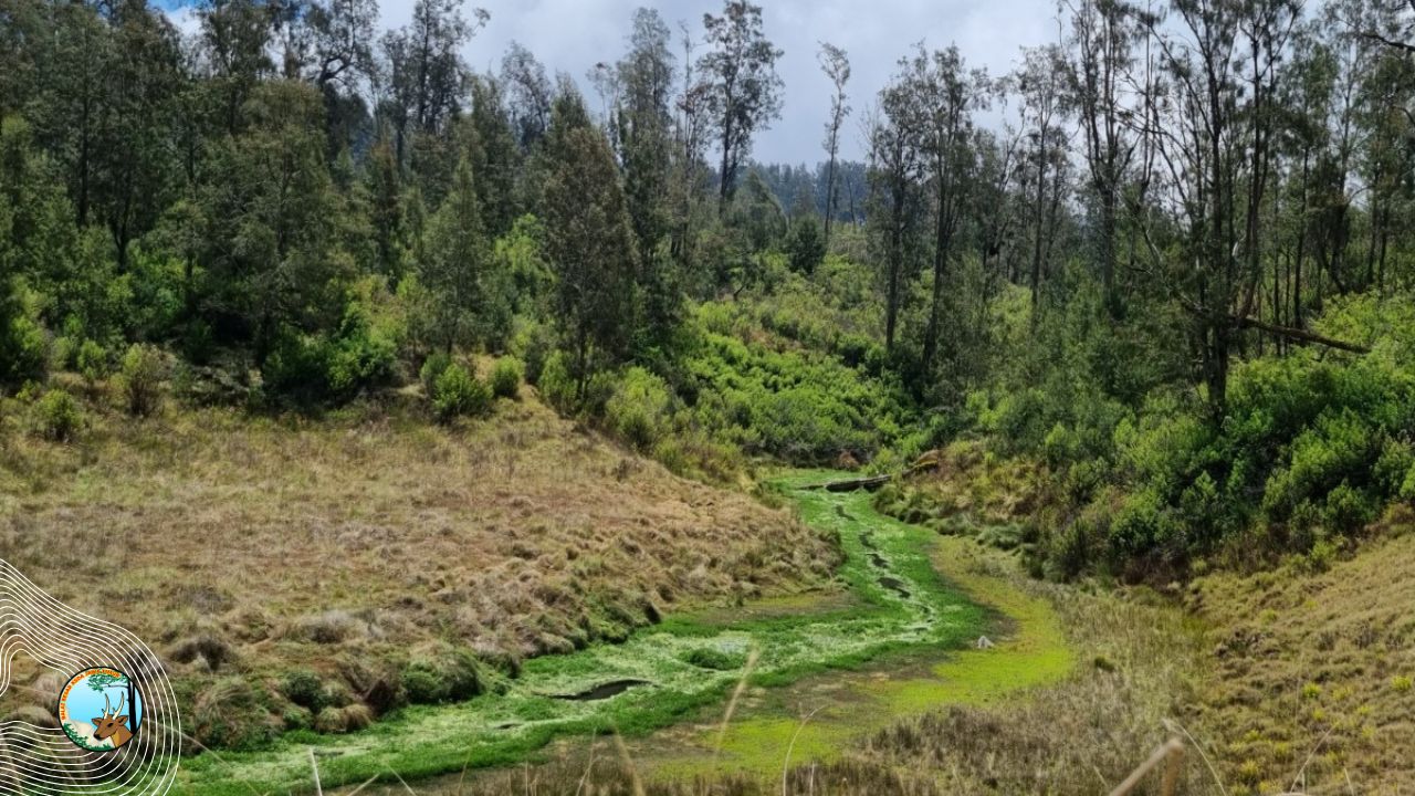 Sungai Kolbu: Sumber Kehidupan di Argopuro yang Perlu Dijaga