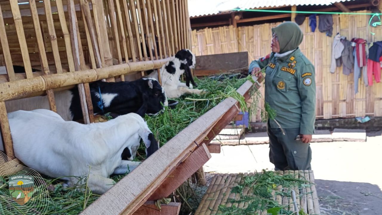 Kelahiran di Ujung Samudra, Harapan Baru dari Seberang Nusa Barung