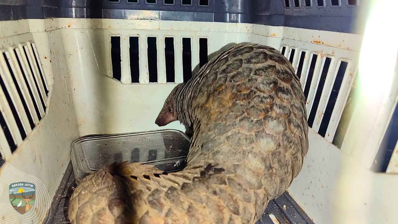 Kolaborasi Damkar dan BBKSDA Jatim untuk Trenggiling dan Sanca