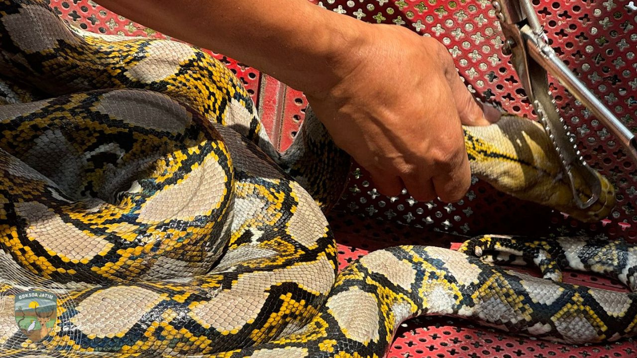 Ular Sanca Kembang Diselamatkan Warga Juanda
