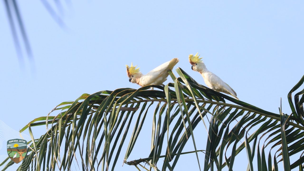 Akhirnya, Dua Kakatua Kecil Jambul Kuning Terbang Bebas di Langit Masakambing
