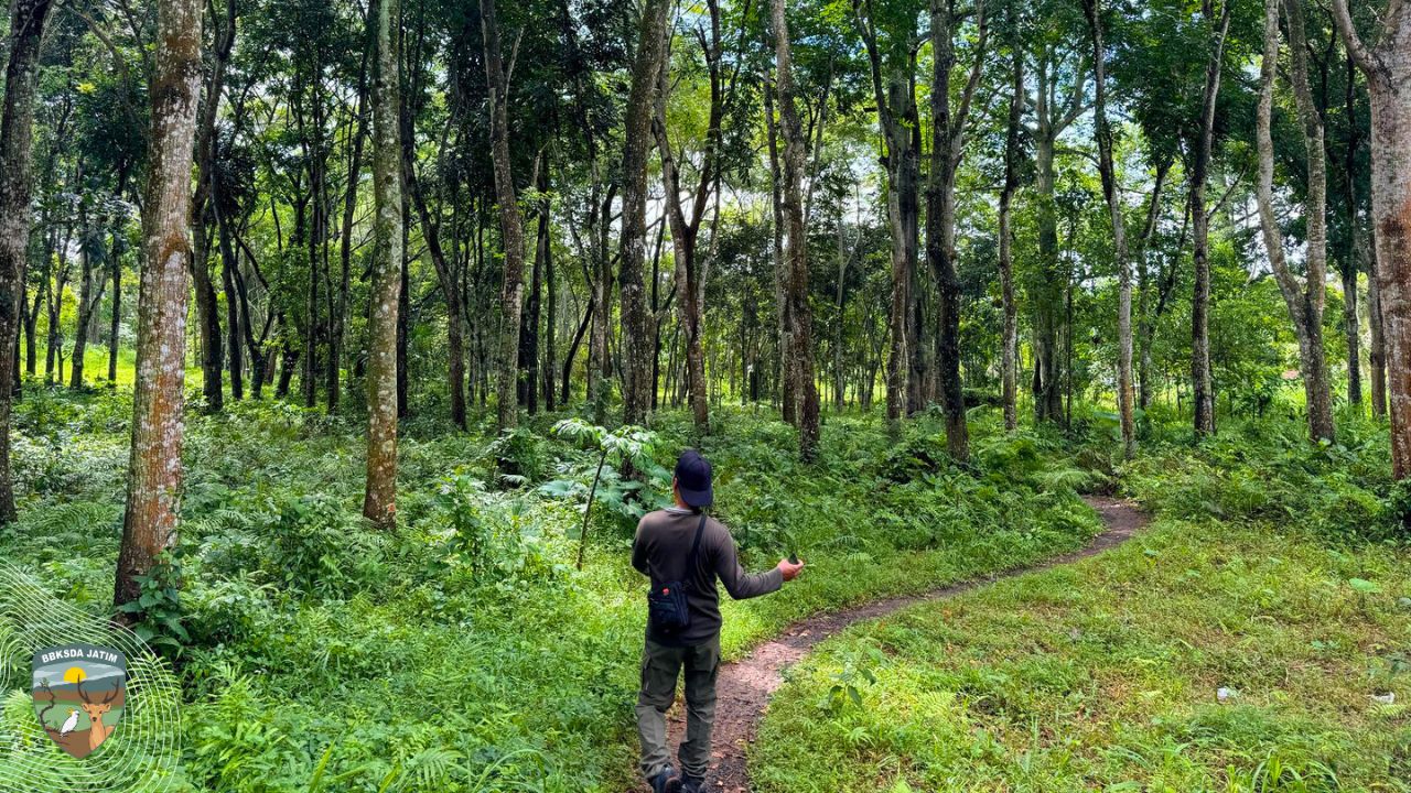Senandung Liar di Hutan Janggangan