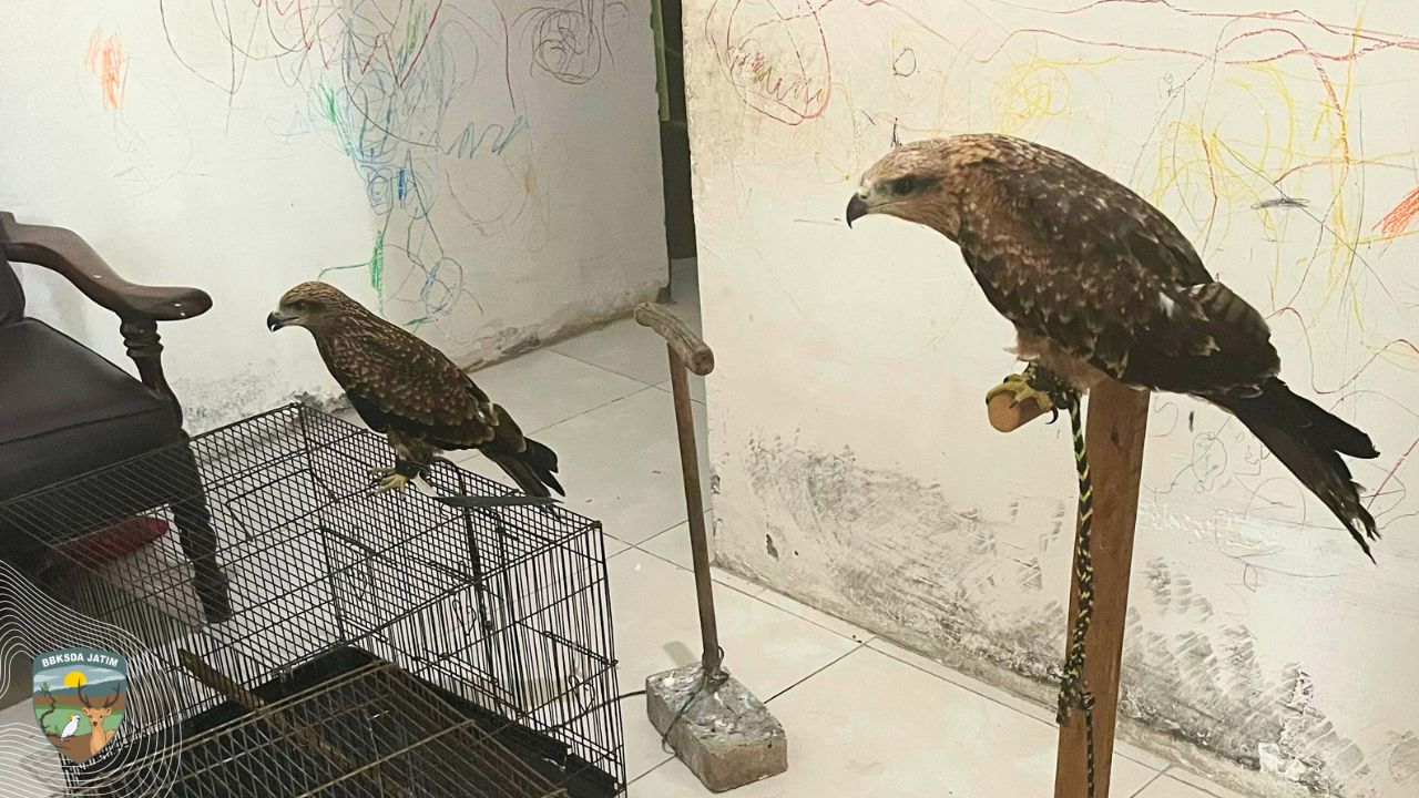 Dua Elang Paria Diserahkan Sukarela Warga Gresik