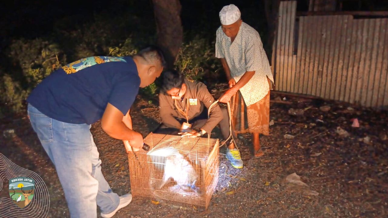 Bikin Resah, Monyet Ekor Panjang Dari Manyar Dievakuasi