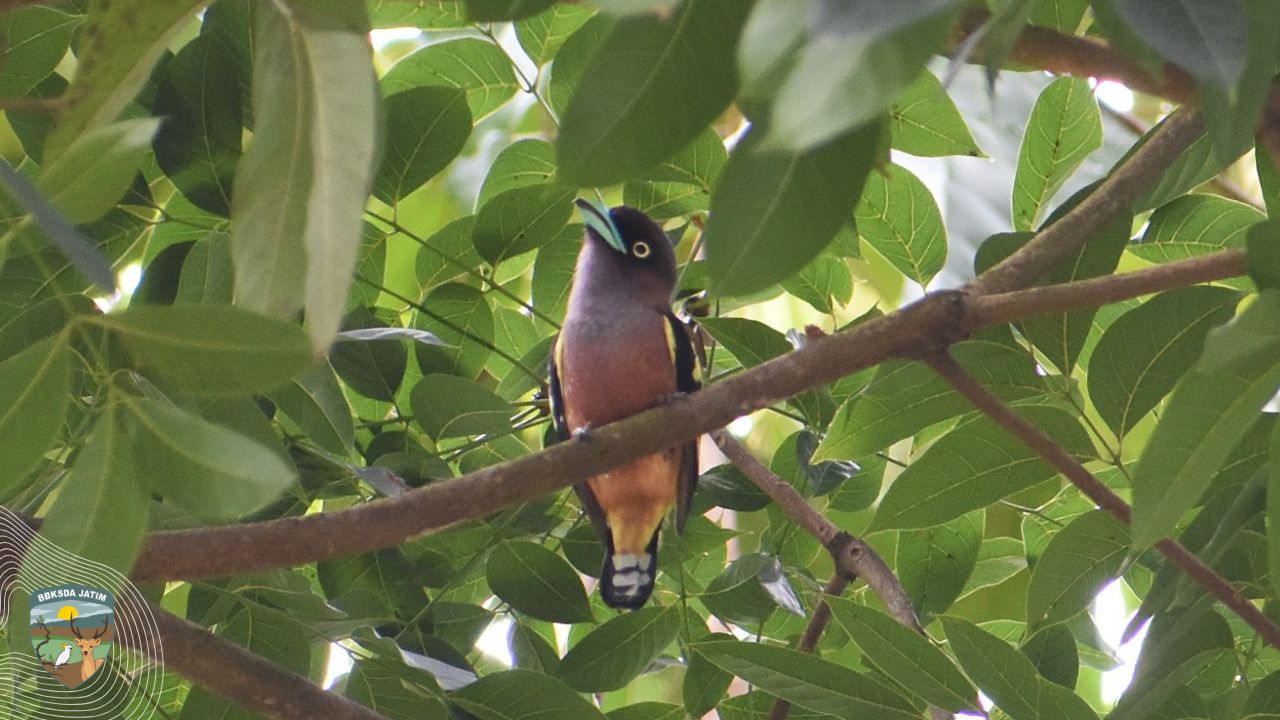 Burung-Burung dalam Titik Balik, Narasi dari Langit Jawa Timur