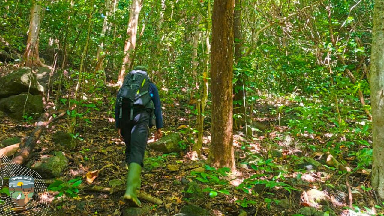 Di Balik Kesunyian Bawean, Penjaga Rimba Temui Jejak Satwa yang Menepi