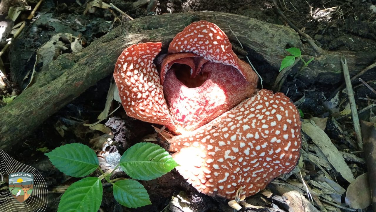 Rafflesia zollingeriana, Mekar dari Balik Bayangan Hutan di Timur Jawa