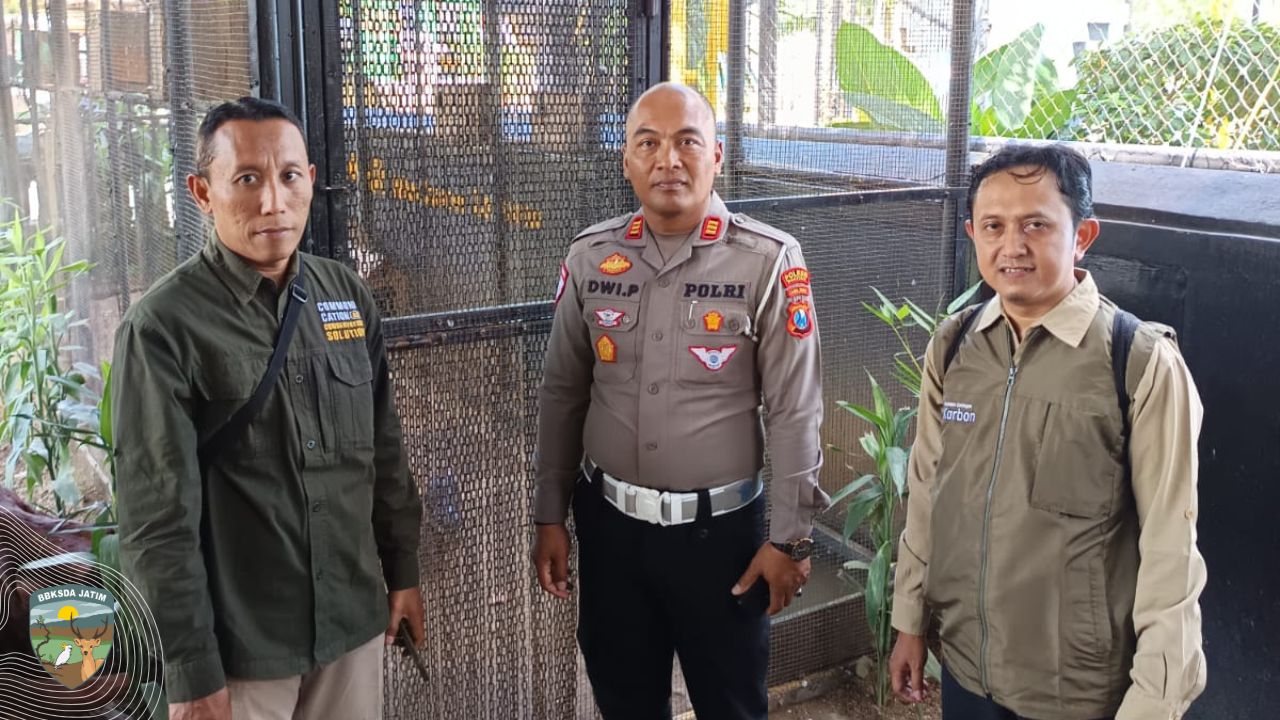 Berang-Berang di Tangan Penjaga Hukum