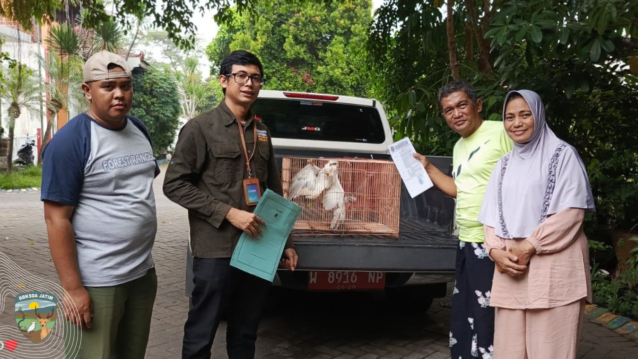 Dua Satwa, Dua Takdir di Ujung Kota Surabaya