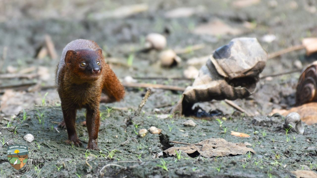 Garangan, Pemangsa Imut Penyeimbang Ekosistem