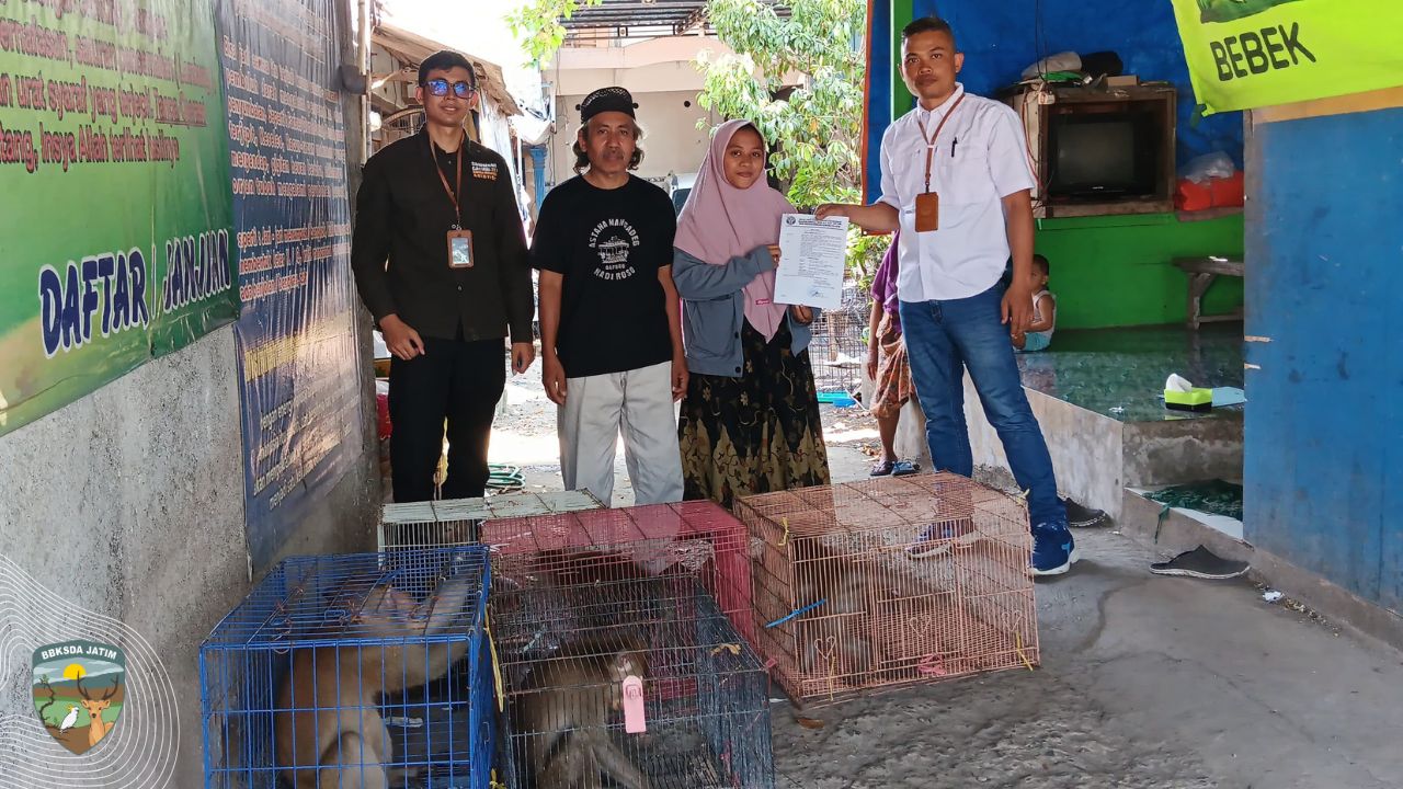 Kandang Tua, Naluri Liar, dan Ketegangan yang menyelimuti Saat Evakuasi