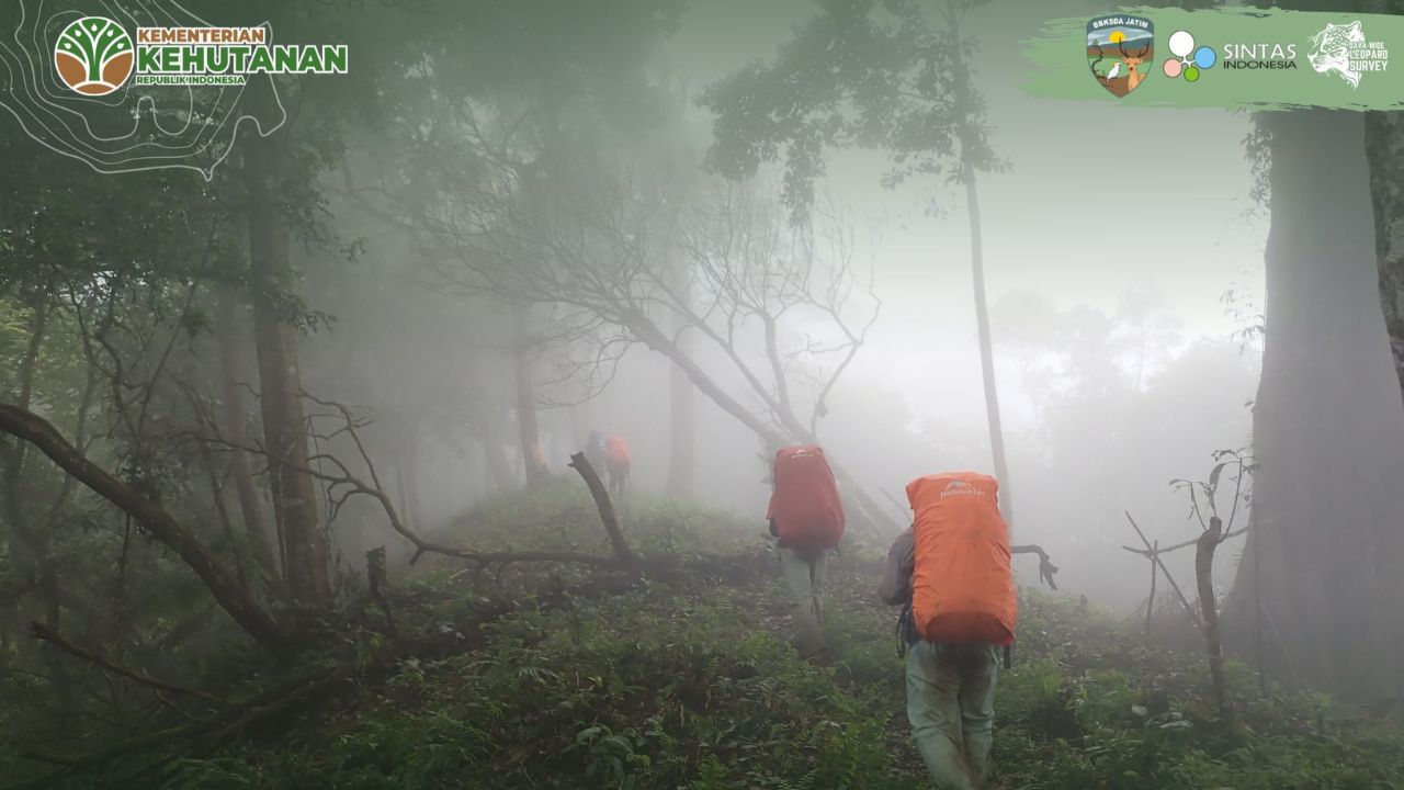 Misteri Jejak Macan Tutul Jawa Di Jantung Hutan Dataran Tinggi Yang
