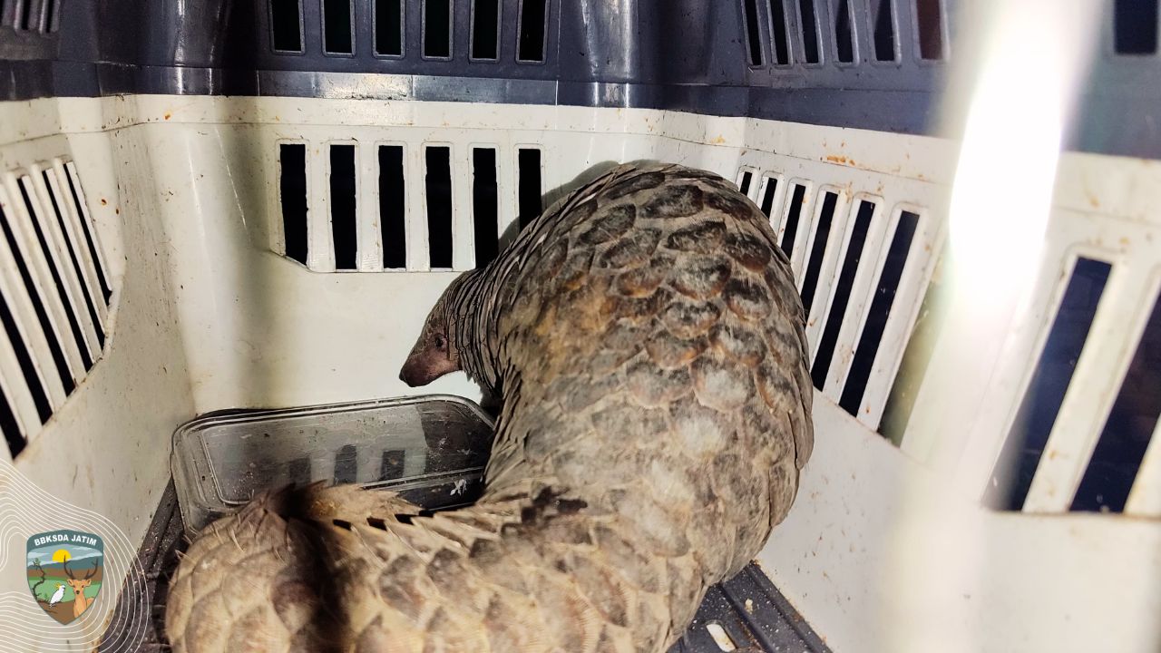 Trenggiling Liar Temuan Warga Magetan, Dilepasliarkan BBKSDA Jatim ke Hutan Lindung