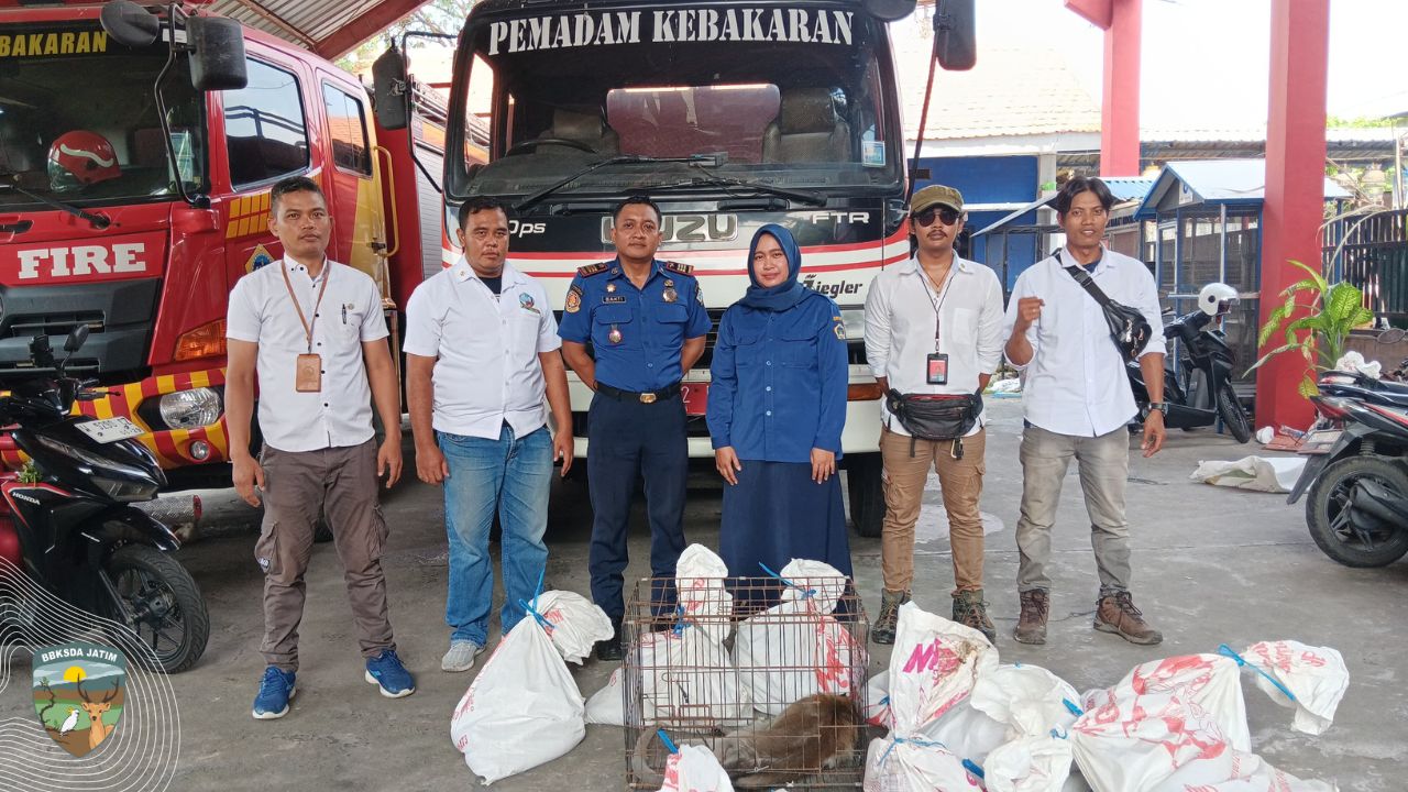 Sinergi Pemadam dan BBKSDA Jatim dalam MATAWALI, Evakuasi 21 Satwa Liar di Gresik