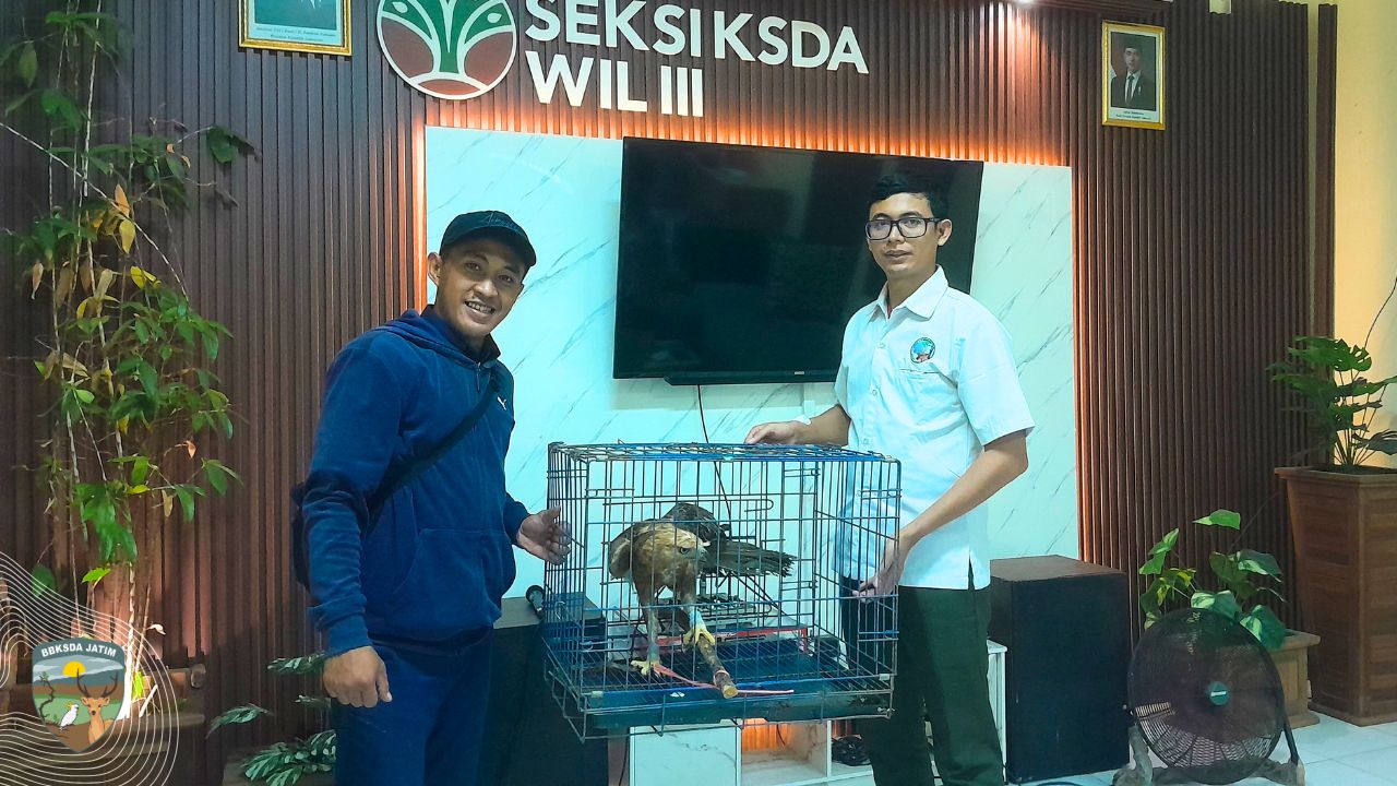 Menabrak Jendela, Sang Garuda Diselamatkan Warga Surabaya
