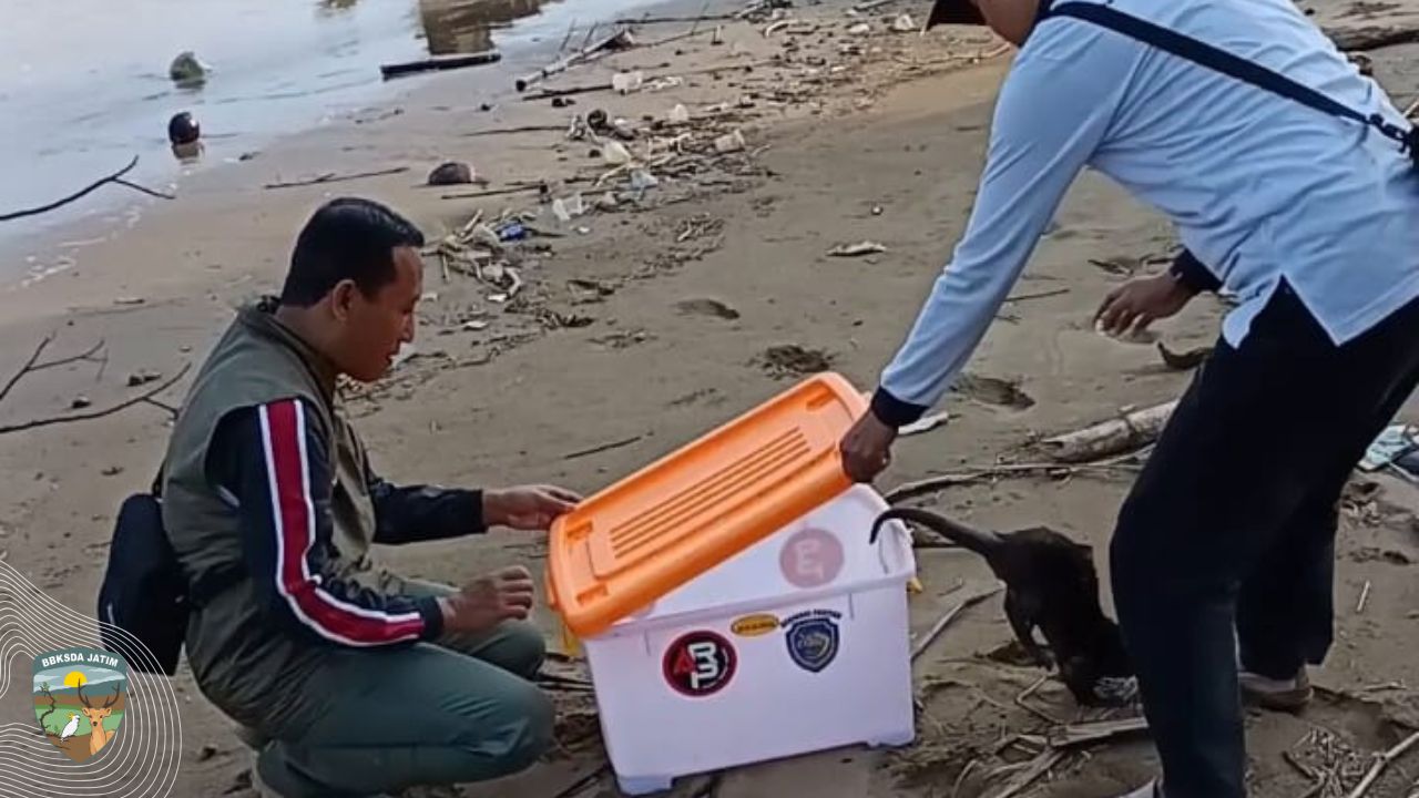 Pelepasliaran Sang Penjaga Arus, Kembali ke Habitatnya