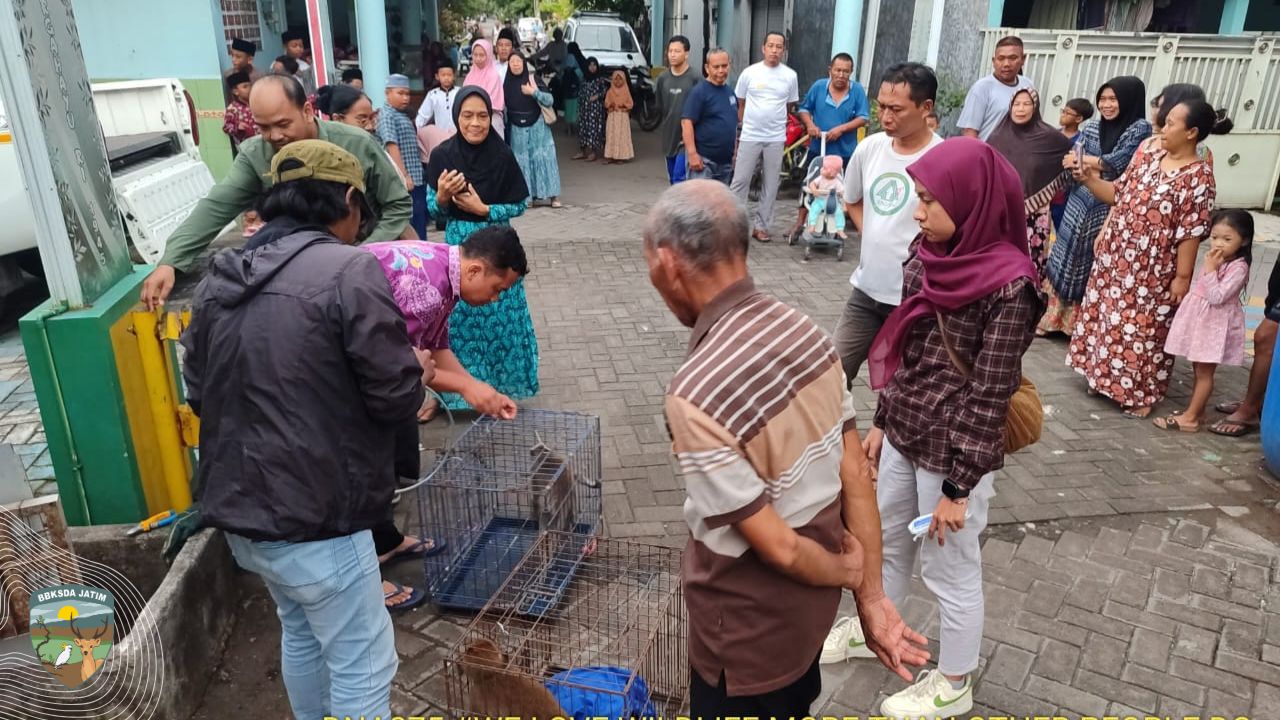 Kala Dua Monyet Mengusik Sore Hari di Gresik