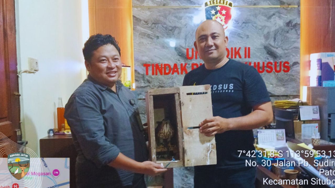 Penyelamatan Elang Alap Jambul dari Perdagangan Dunia Maya