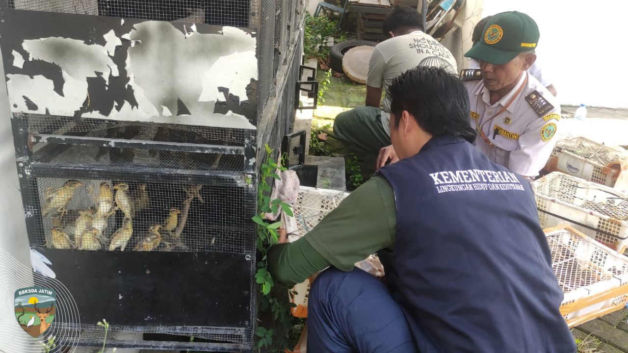 Pengiriman 168 Burung Manyar dari Bali Digagalkan di Banyuwangi