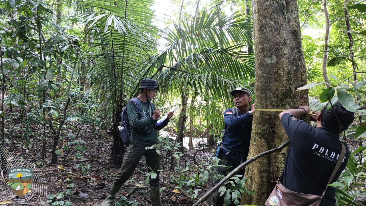 Antara Sosoran Babi Kutil dan Goresan Sang Primadona Bawean