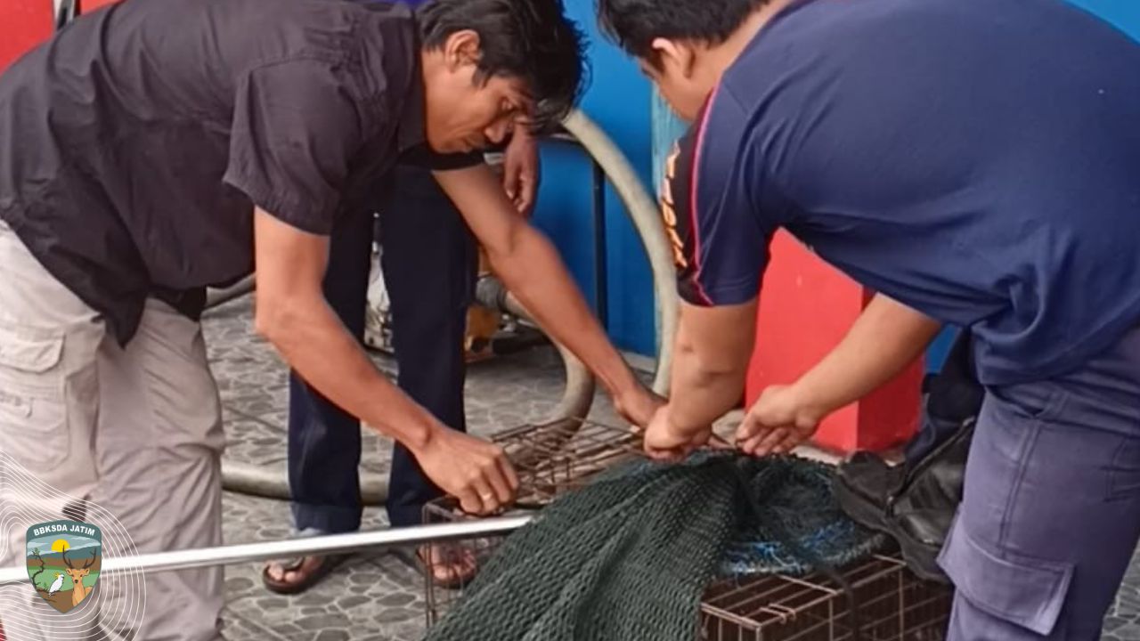 Lepas Kendali! Monyet Ekor Panjang di Evakuasi dari Tarik, Sidoarjo