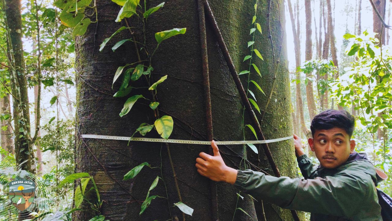 Membuka Tabir Hutan Tua yang Masih Bernafas