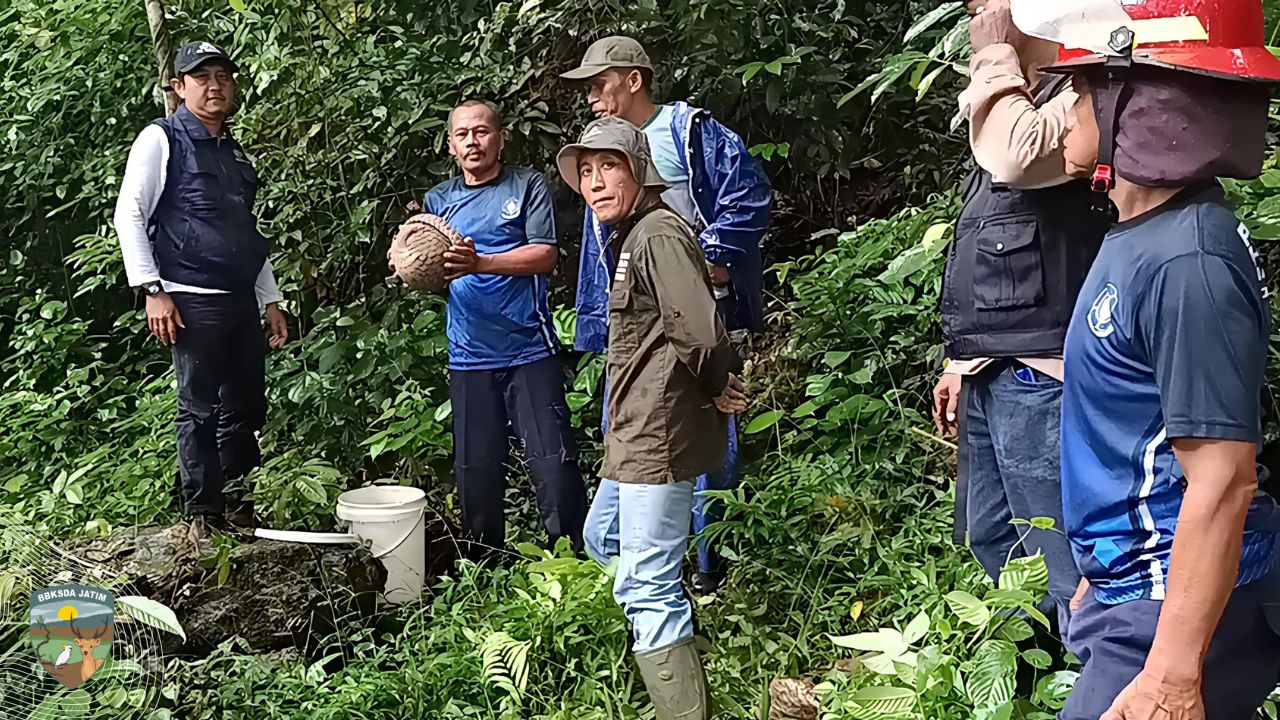 Trenggiling Liar dari Gembong, Diselamatkan Damkar, Dilepasliarkan ke Rimba Pacitan