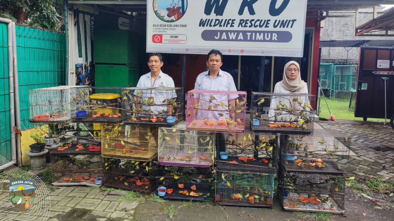 Digagalkan, Ratusan Burung Dikirim Ilegal dari Makassar