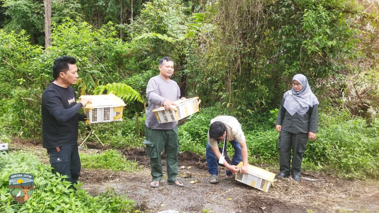 Diselundupkan Lewat Bus Malam, 93 Burung Liar Nyaris Mati!