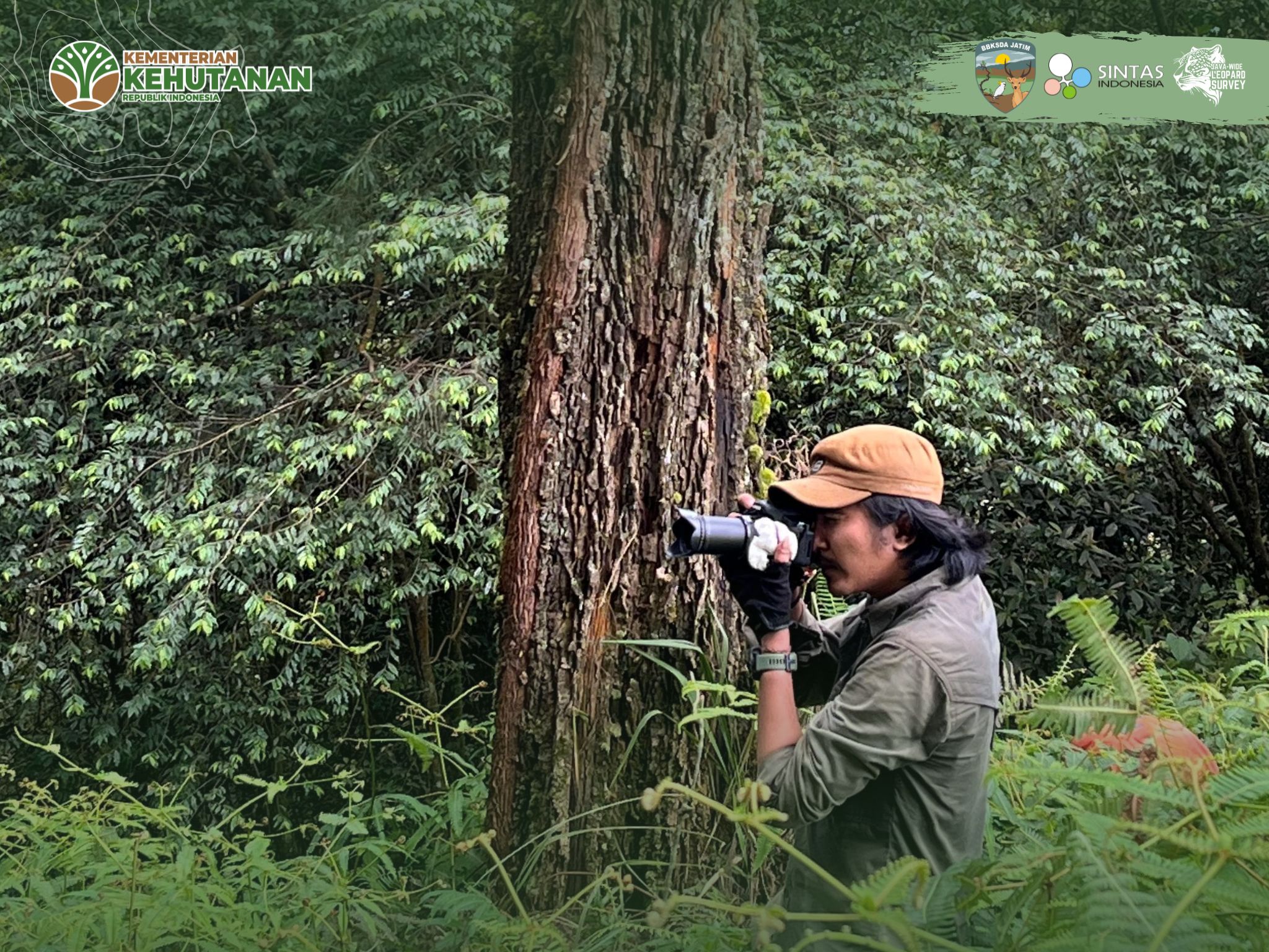 Tiga Elang Jawa Menjaga Langit Kelud, Simbol Hutan Sehat di Tengah Langkah Berat Javan Wide Leopard Survey