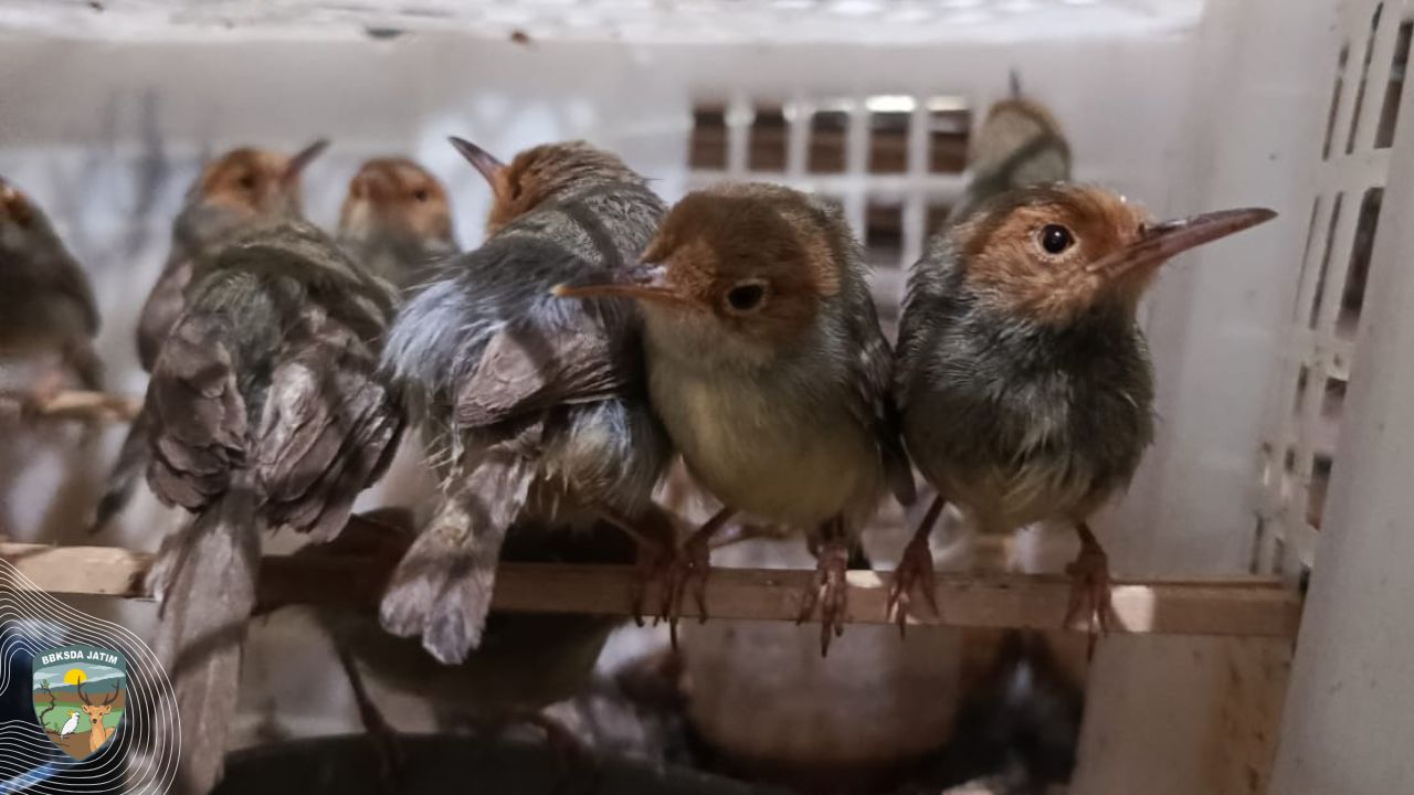 Ratusan Burung Kicau Nyaris Diselundupkan Saat Hari Lahir Pancasila