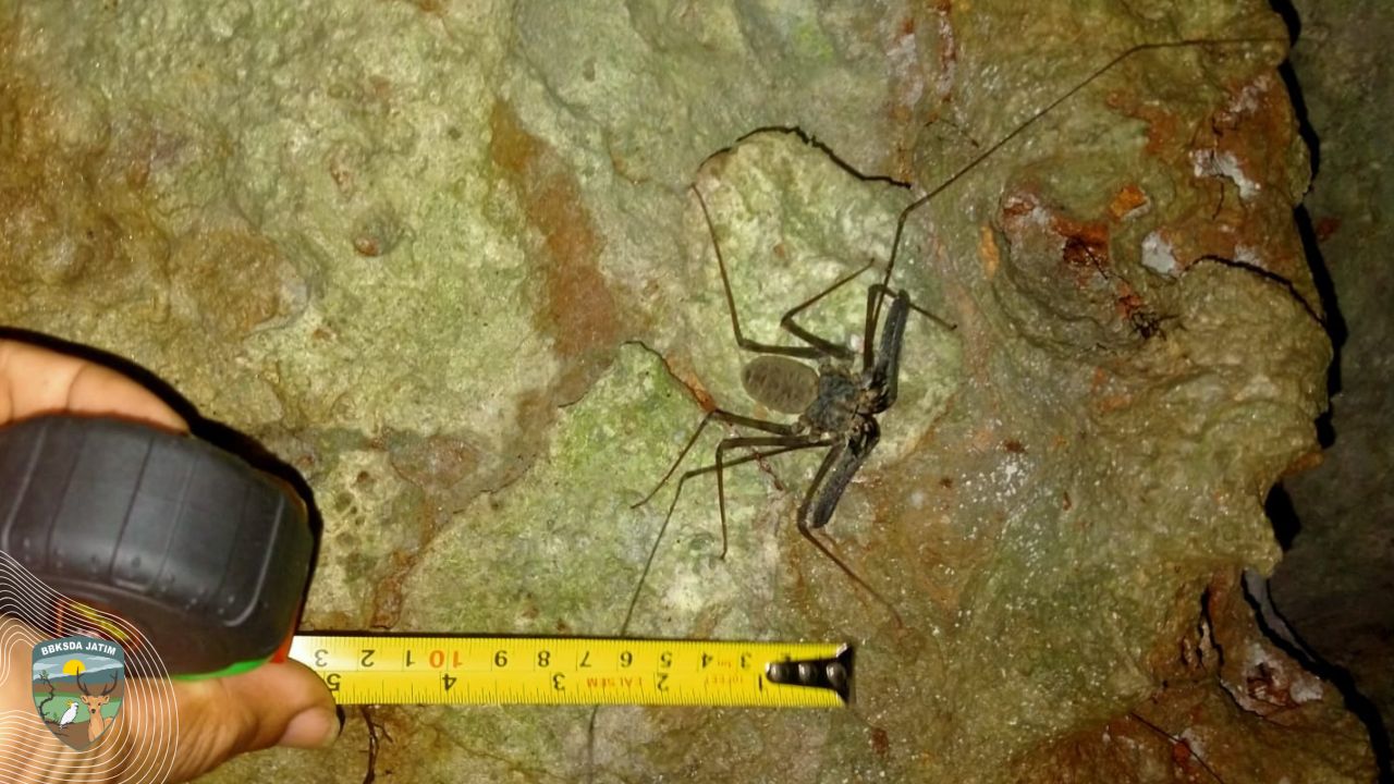 Mendengarkan Bisikan Gua Nglirip