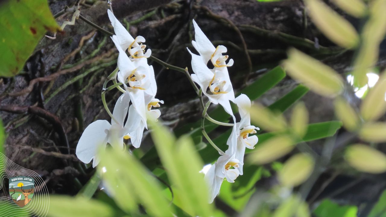 Puspa Pesona di Tengah Rimba Bawean