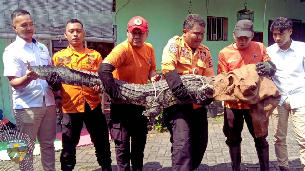Heboh! Buaya Muara Ditemukan di Rumah Warga Surabaya, Ukurannya Bikin Merinding!