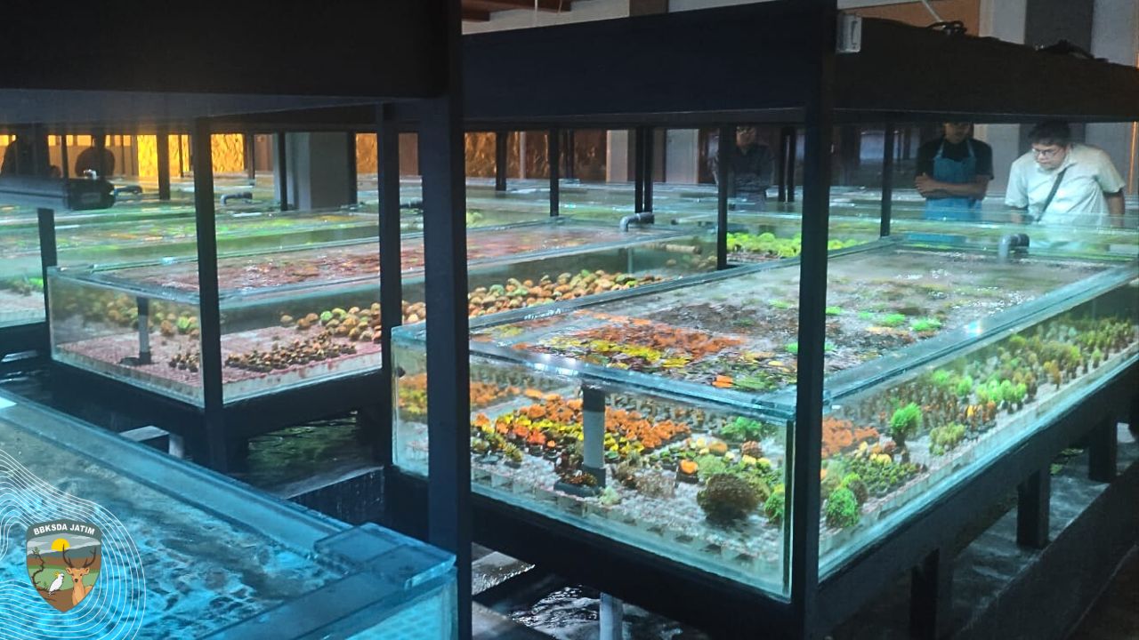 Ternyata, Begini Cara Karang Hias Diselamatkan di Banyuwangi