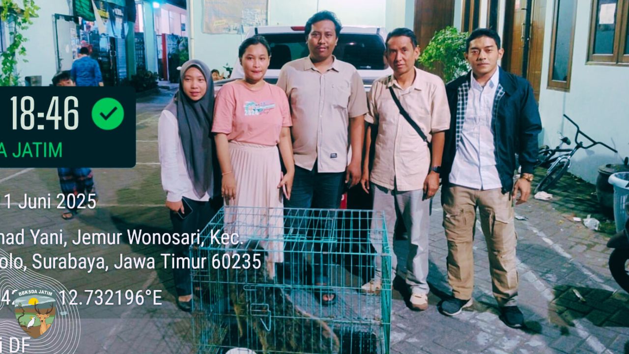 Warga Surabaya Serahkan Binturong Secara Sukarela, BBKSDA Jatim Lakukan Evakuasi dan Rehabilitasi
