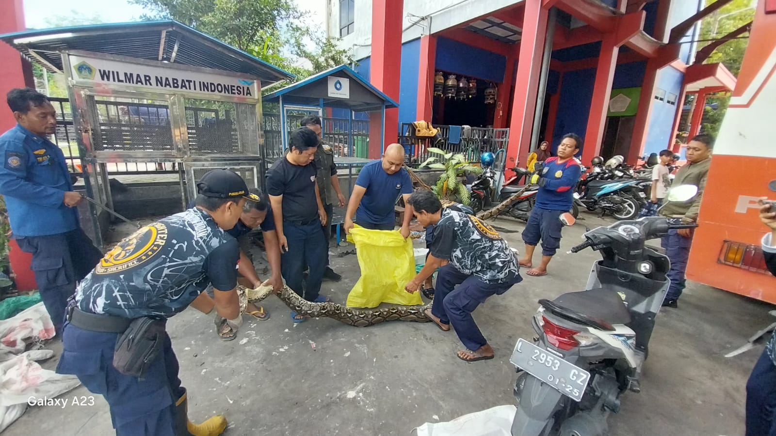 Dalam 2 Bulan, Puluhan Ular Besar Muncul di Permukiman. Ini yang dilakukan Petugas