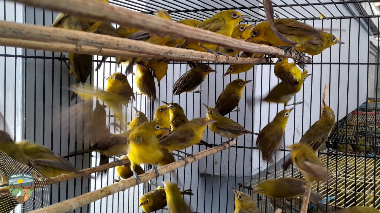 Ratusan Burung Diselamatkan di Dermaga Zamrud