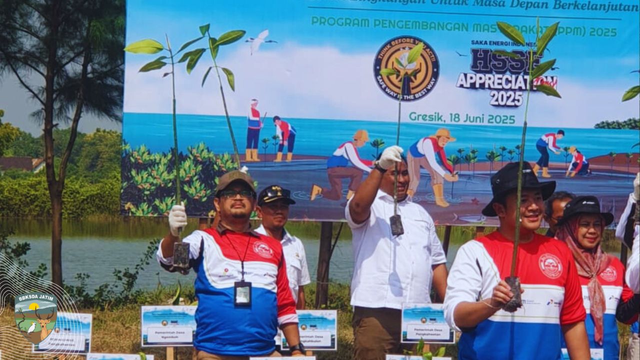 Hijaukan Pesisir, 120.000 Mangrove Tumbuh dari Kolaborasi di Ujung Pangkah