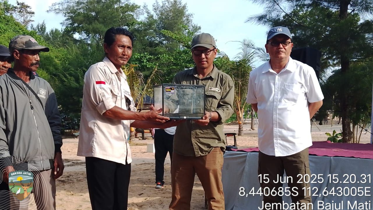 38 Tukik Menyentuh Pasir Kebebasan di Pantai Tanjung Penyu